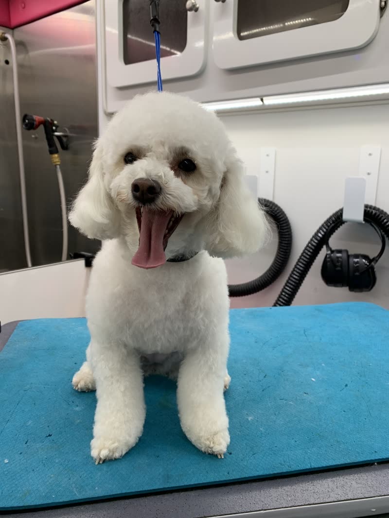 A freshly groomed small white curly-coated dog on the grooming table inside the mobile grooming van, with the bath, dryer hose and cabinets behind