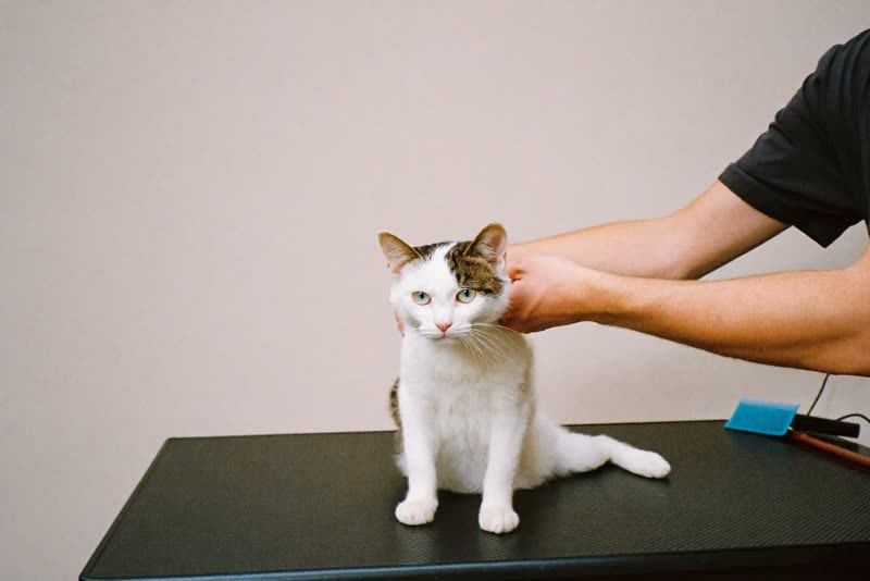 A cat being settled onto the grooming table