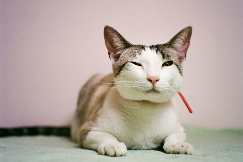 A relaxed cat resting after its groom