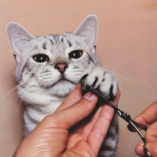 A cat's claws being clipped