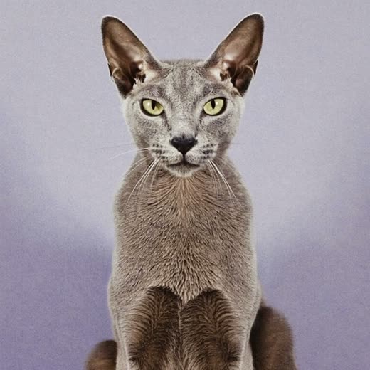 A cat with a neatly trimmed coat